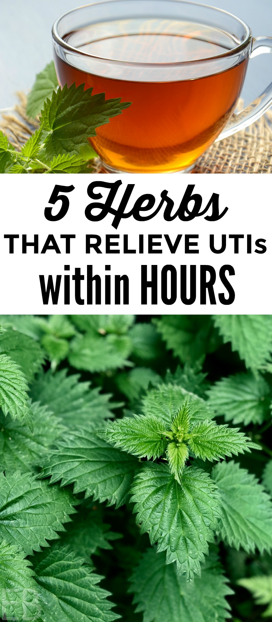 DIY Tea remedy made from herbs to heal UTI symptoms