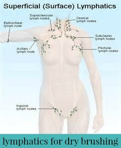 Specifically, my favorite place to dry brush is my arm pits. There are lymph nodes located in our arm pits that when stroked release toxins. Perhaps I am especially sensitive; but I can actually feel a rush happen in my body, like a wave of die-off, when I brush the nodes under my neck, behind my ear lobes and under my arms. (The arm pits also help the body to detoxify through sweating.) I discovered, before seeing a lymphatic map, that the pubic line area has this same effect. I now know that there's a major network of lymph nodes around the bikini area.