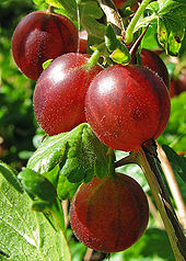 red gooseberries