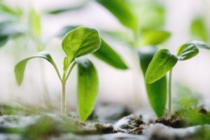 Which Seeds should be Soaked for Eating — and HOW {for nutrition, digestion and culinary purposes}