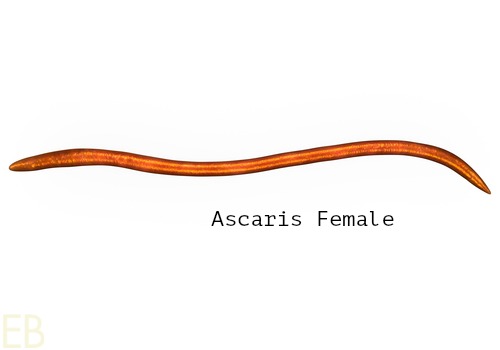 image of ascaris female worm