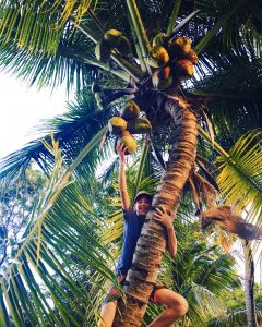 boy climbing coconut palm tree