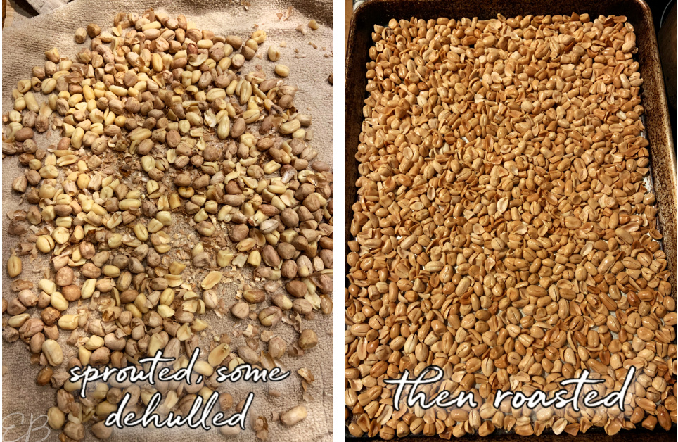 2 pans of peanuts, one sprouted, one roasted