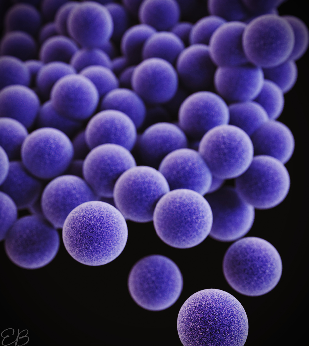 Staphylococcus aureus shown under magnification as purple balls with black background