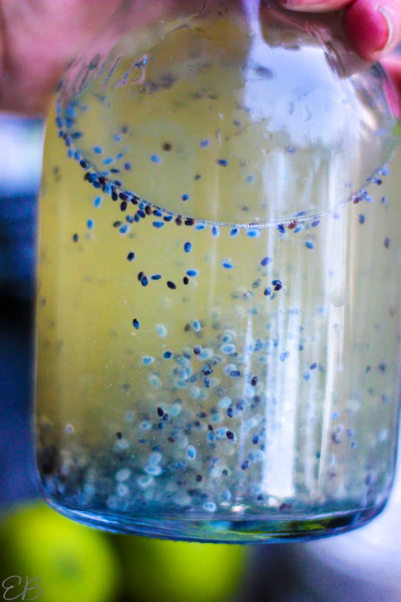 close up photo of basil seed electrolyte drink in glass jar