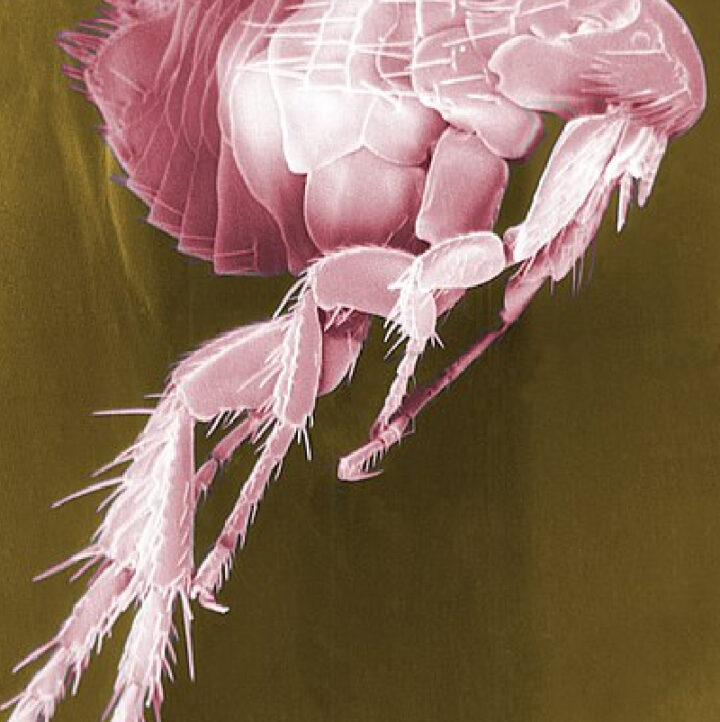 close up flea image