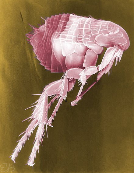 a flea