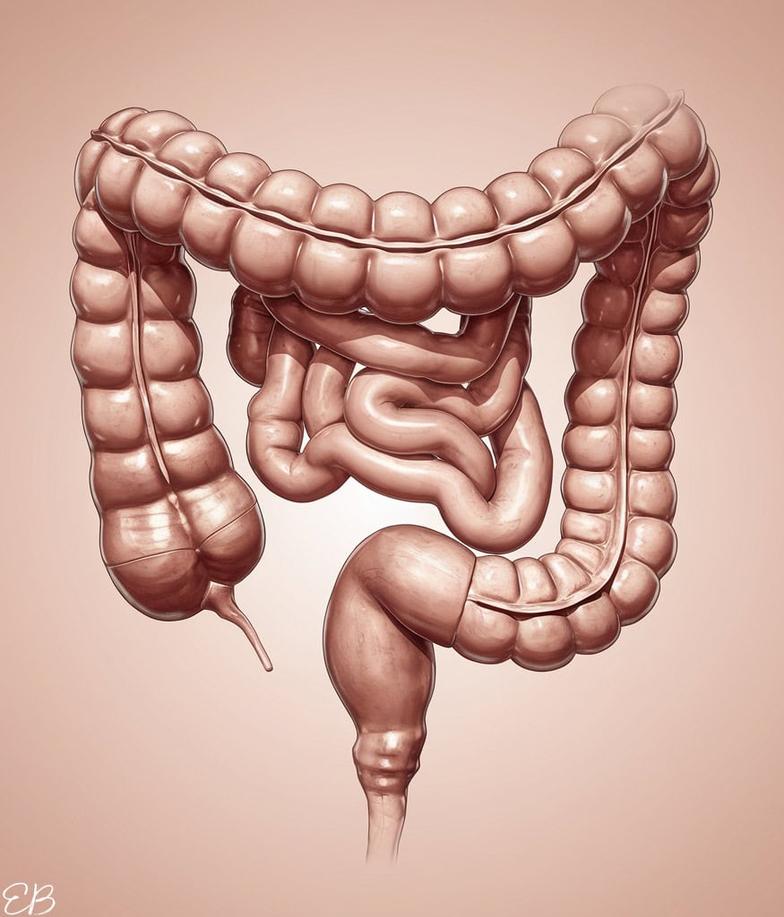 accurate image of rectum and colon to picture where the poop might be stuck and need to be moved along