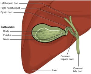 anatomy image of gallbladder and liver