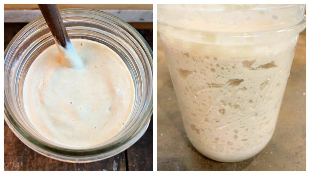 different appearances of oat flour sourdough starter, one is a little bubbly; the other is very bubbly; both are fine