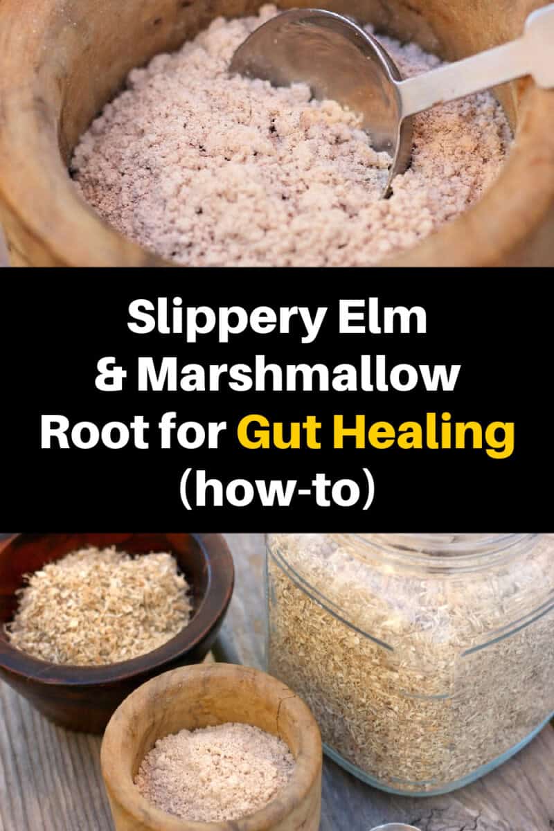 Text overlay with photos of both herbs says: Slippery Elm & Marshmallow Root for Gut Healing (How to)
