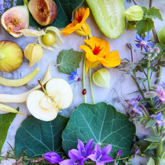 The svelte lily pad grace of the nasturtium leaf, the destination of the lady bug, the announcement of color each flower makes. I am totally in love with what we can plant that looks untamed — a glimpse into Eden, where we’re not harmed by the beauty that possesses us. Where fruits and bugs and leaves and beans and seeds harmoniously elbow one another like weeds of elegance and purpose. Onlookers and partakers. This is exquisite late summer fall, a season all its own. 
🐞
#eatbeautiful #fall #garden #fortheloveofsummer #figs #nasturtiums #apples #rosemary #bushbeans #picklingcucumbers #groundcherries #borage